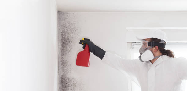 Home Mold Removal