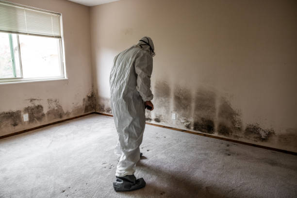 Mold Testing and Removal in Nappanee, IN